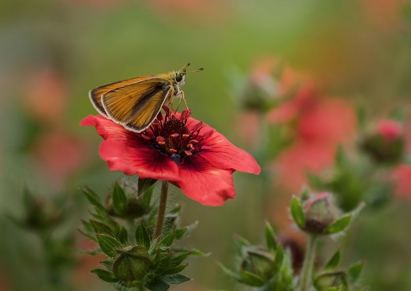 бабочка,  толстоголовка Толстоголовкаphoto preview