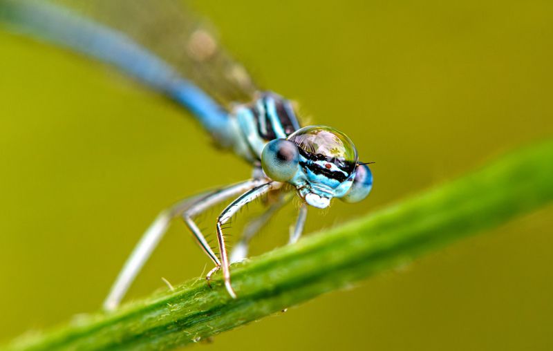 Damselfly with water-hatphoto preview