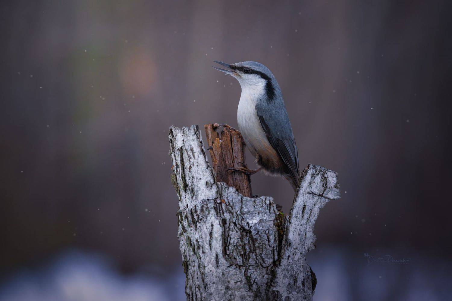природа, лес, поля, огороды, животные, птицы, макро, Посевич Дмитрий
