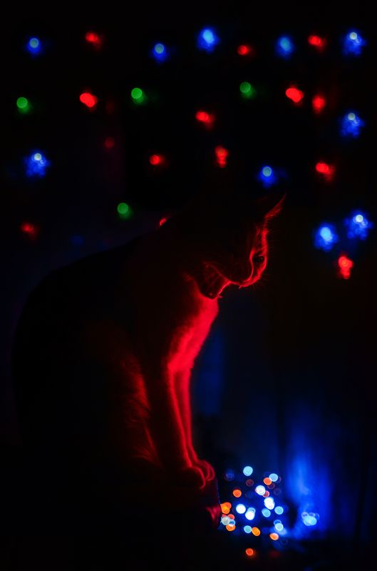 Screaming Ziuzyaphoto preview