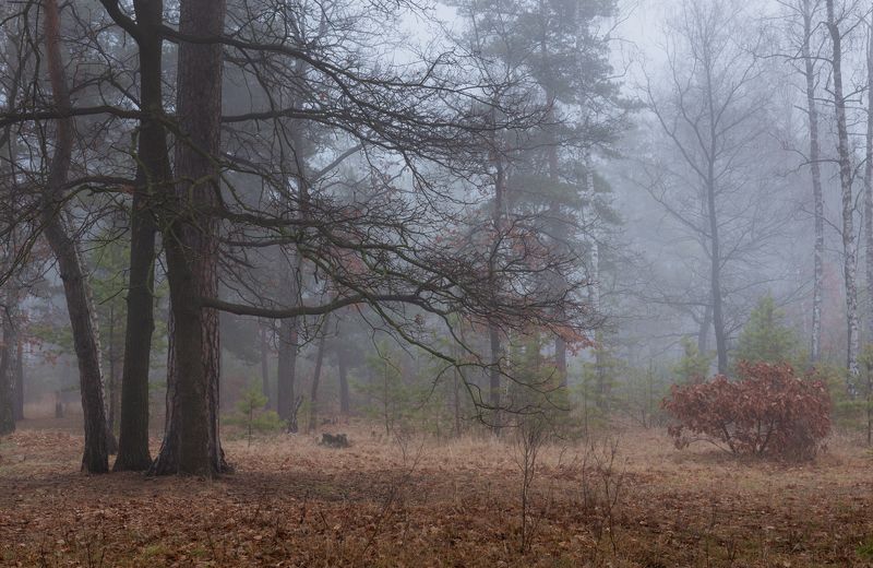 лес осень ноябрь туман сырость Когда дубы тянут к нам свои рукиphoto preview