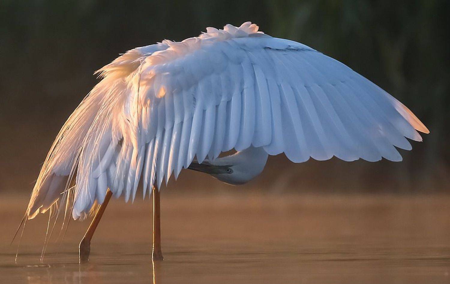 , Вячеслав Мищенко