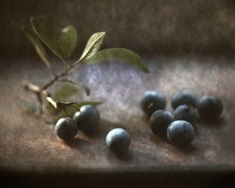 Терновые мотивыphoto preview