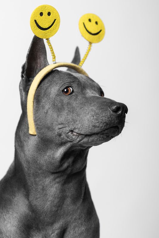 собака, животное, dog, тайский риджбек Мать, скажи честно, фотограф совсем кукухой поехал?photo preview