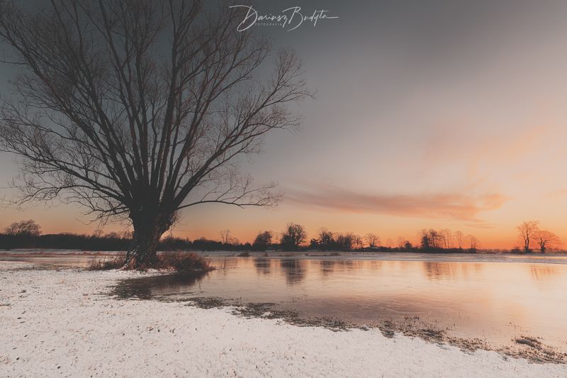 Winter treephoto preview