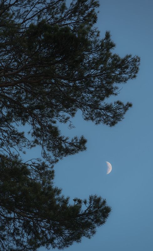 arkhyz landscape  landscape nature mountains forest pine moon Fragment.photo preview