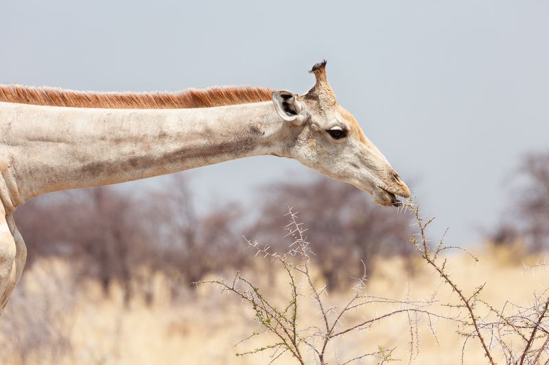 #намибия #жираф #акация #африка #еда #этоша #парк #africa #namibia #etosha #park #Giraffe Пора подкрепитьсяphoto preview
