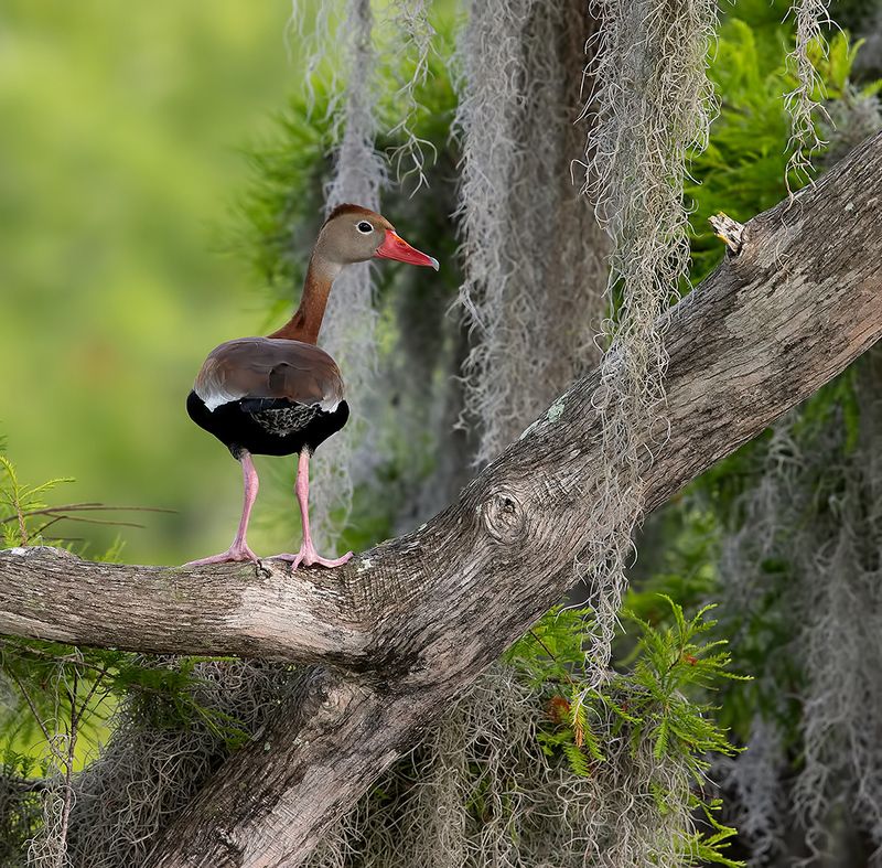 утка, duck, флорида, florida, black-bellied whistling duck Black-Bellied Whistling Duck -Чернобрюхая свистящая уткаphoto preview