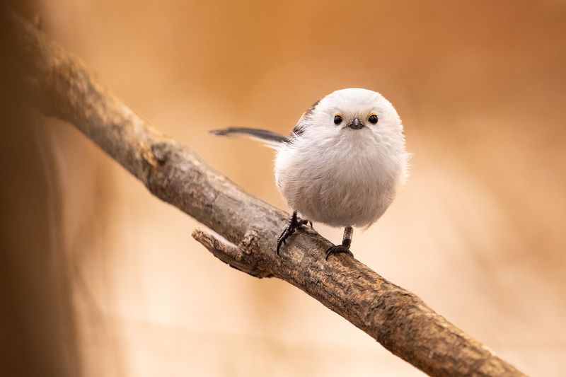 Long-tailed Tphoto preview