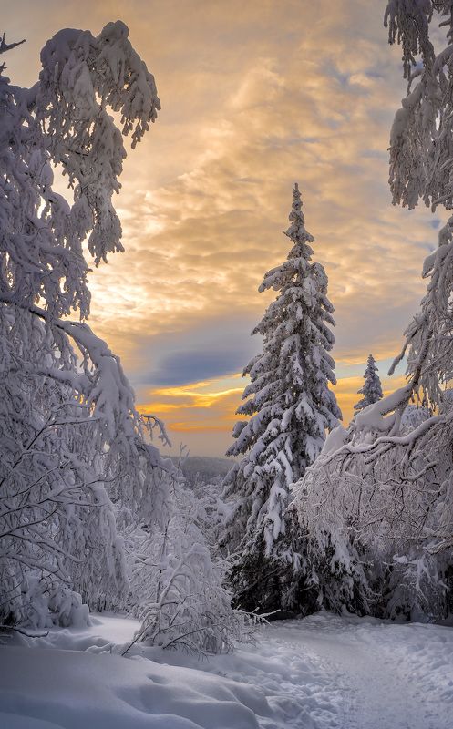 forest-pathsphoto preview