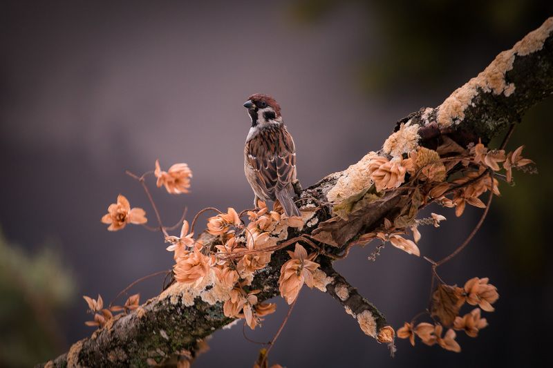 воробей, птицы, зима, birds, wildlife, sparrow Eurasian tree sparrowphoto preview