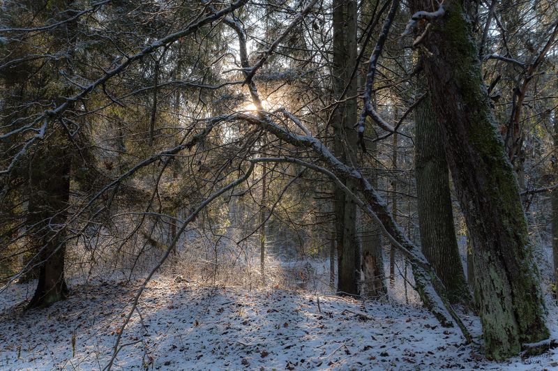 Puszcza Białowieskaphoto preview