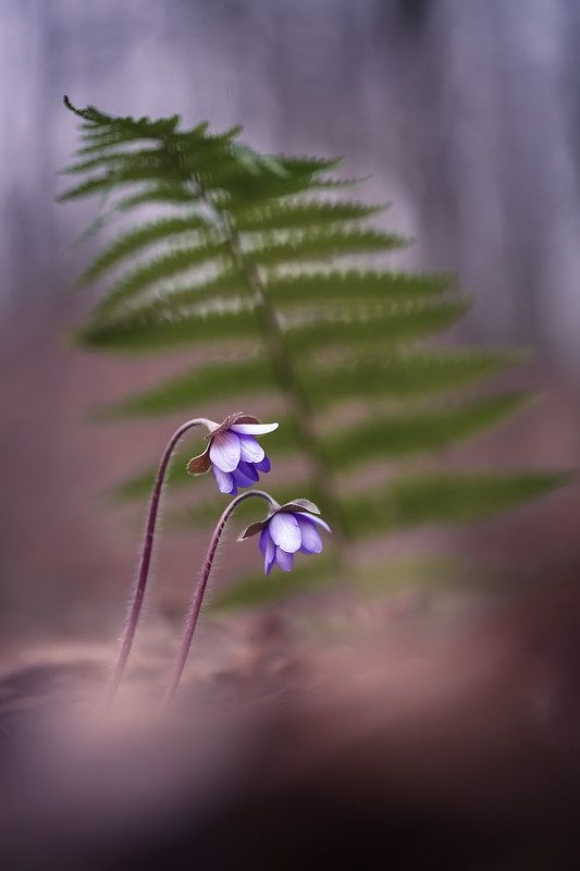 Всё начинается с прикосновения души..photo preview