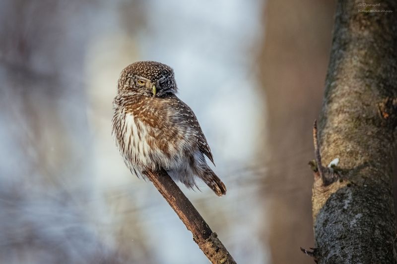 птицы, фотоохота, сова, сычик Про утро после праздниковphoto preview