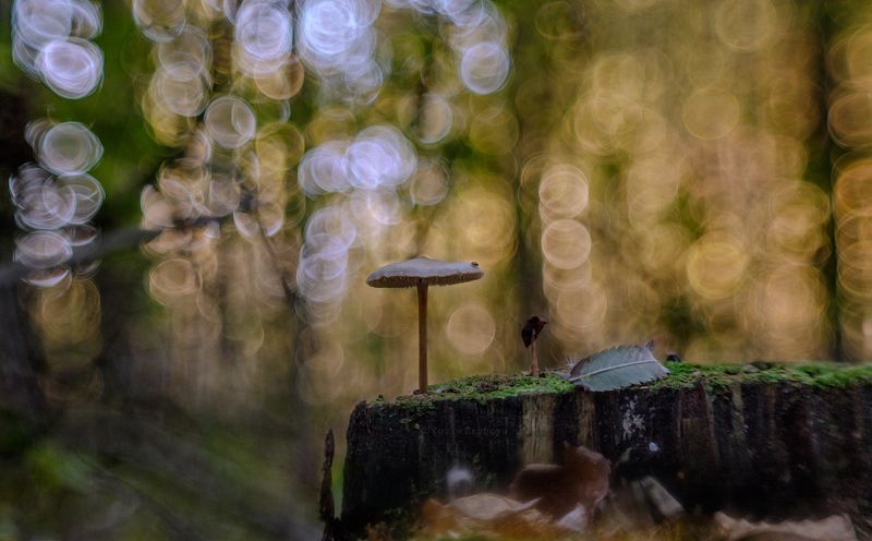 поганка, гриб Поганочкиphoto preview