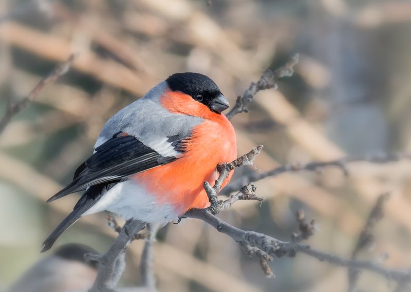 птица, снегирь, самец, снегирёк.. фото превью