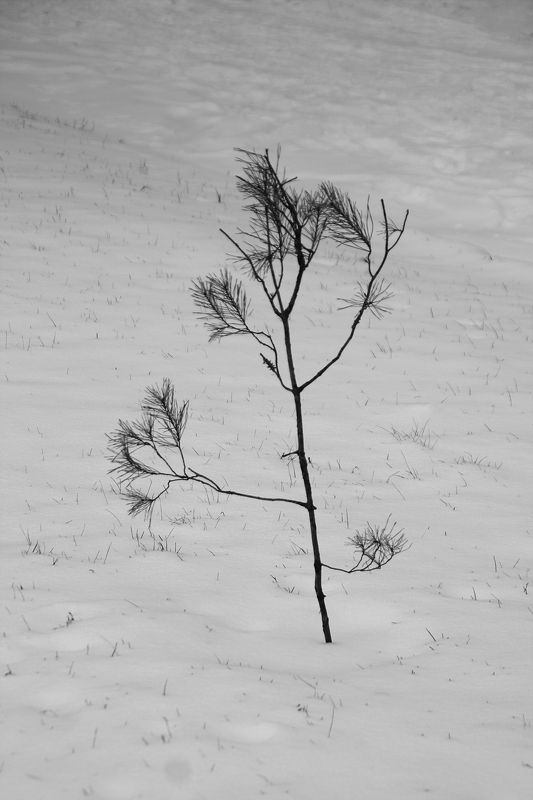 минимализм Тихо. Январь. фото превью