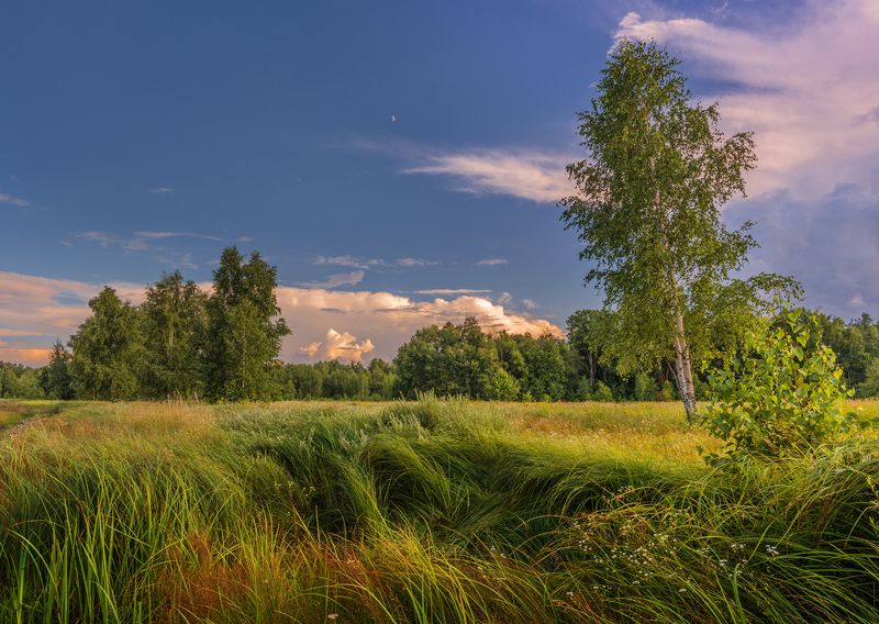 луг, лето, июль, трава, месяц Стоят некошеные травыphoto preview