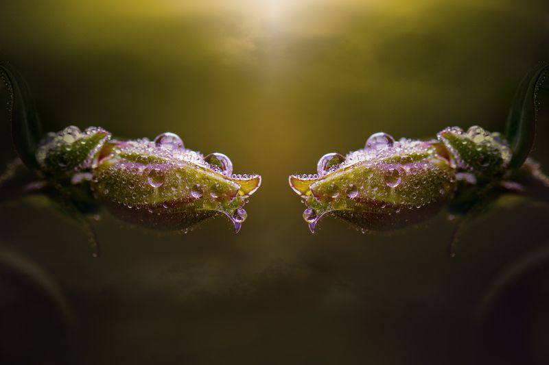 The creation of copyphoto preview