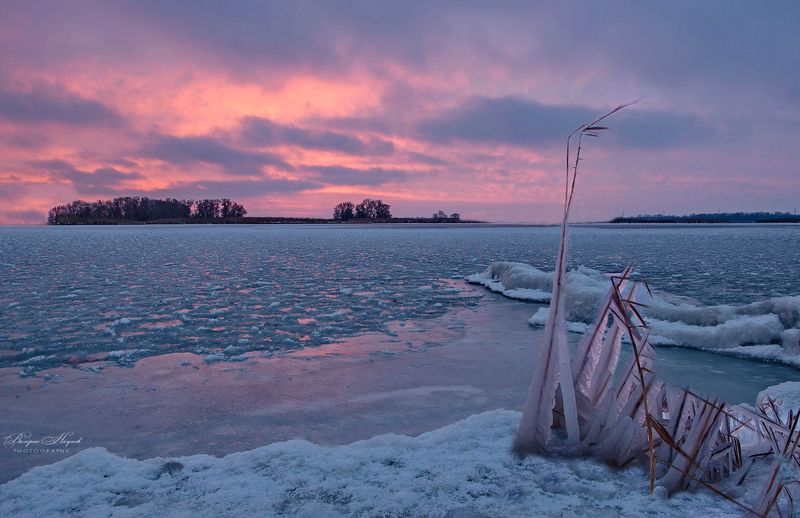 утро, рассвет, восход, зима. январь, днепр, каховка, снег, лёд. камыш Под ледяным ветромphoto preview