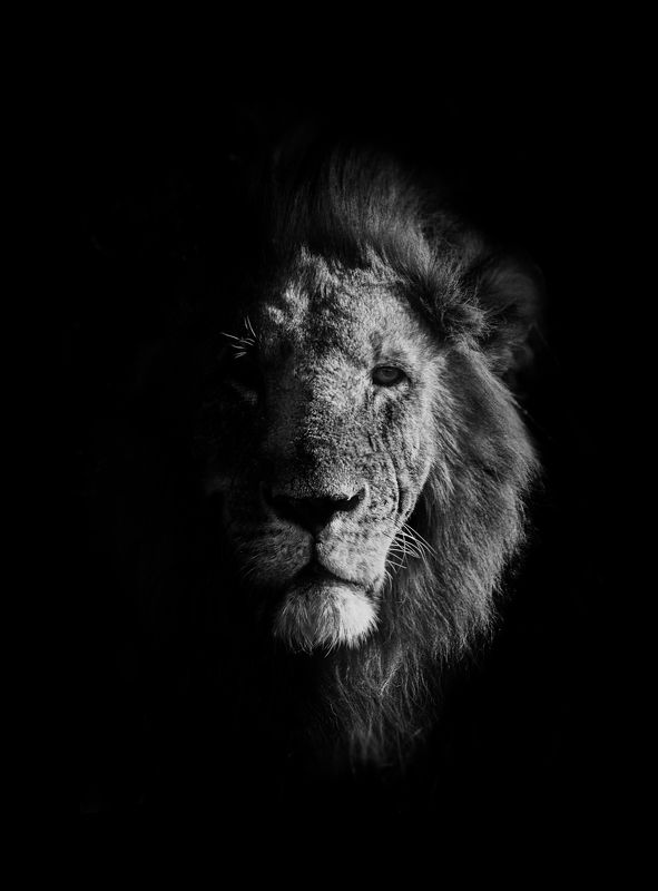 lion, animal, big cat, animal photo Kenyan lionphoto preview