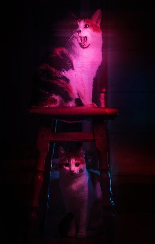 The Night of Screaming Catsphoto preview