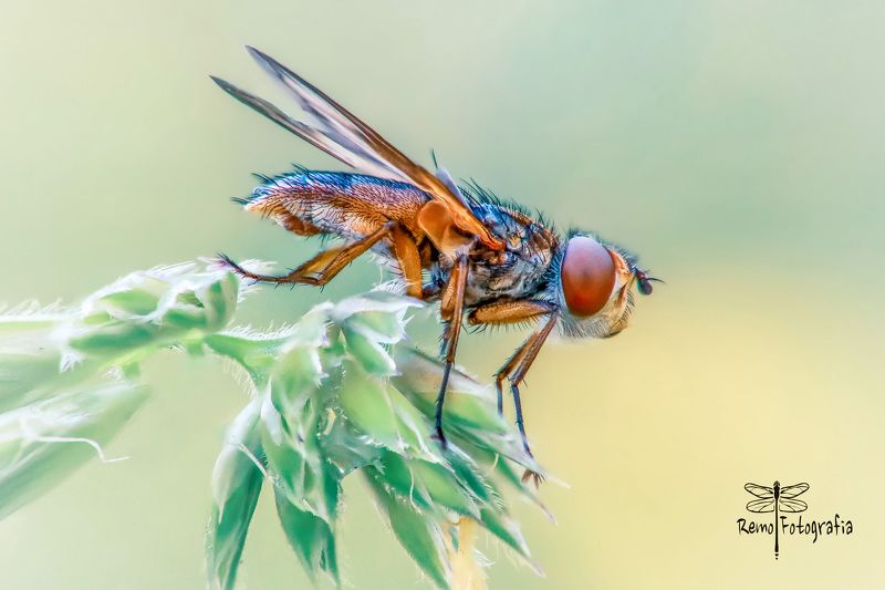 Paśnica tarczówkowa - Ectophasia crassipennis.photo preview