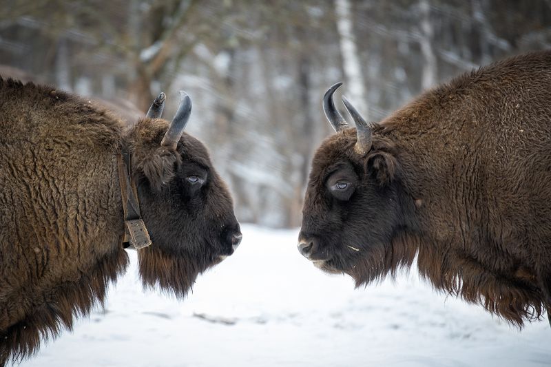 зубры Противостояниеphoto preview