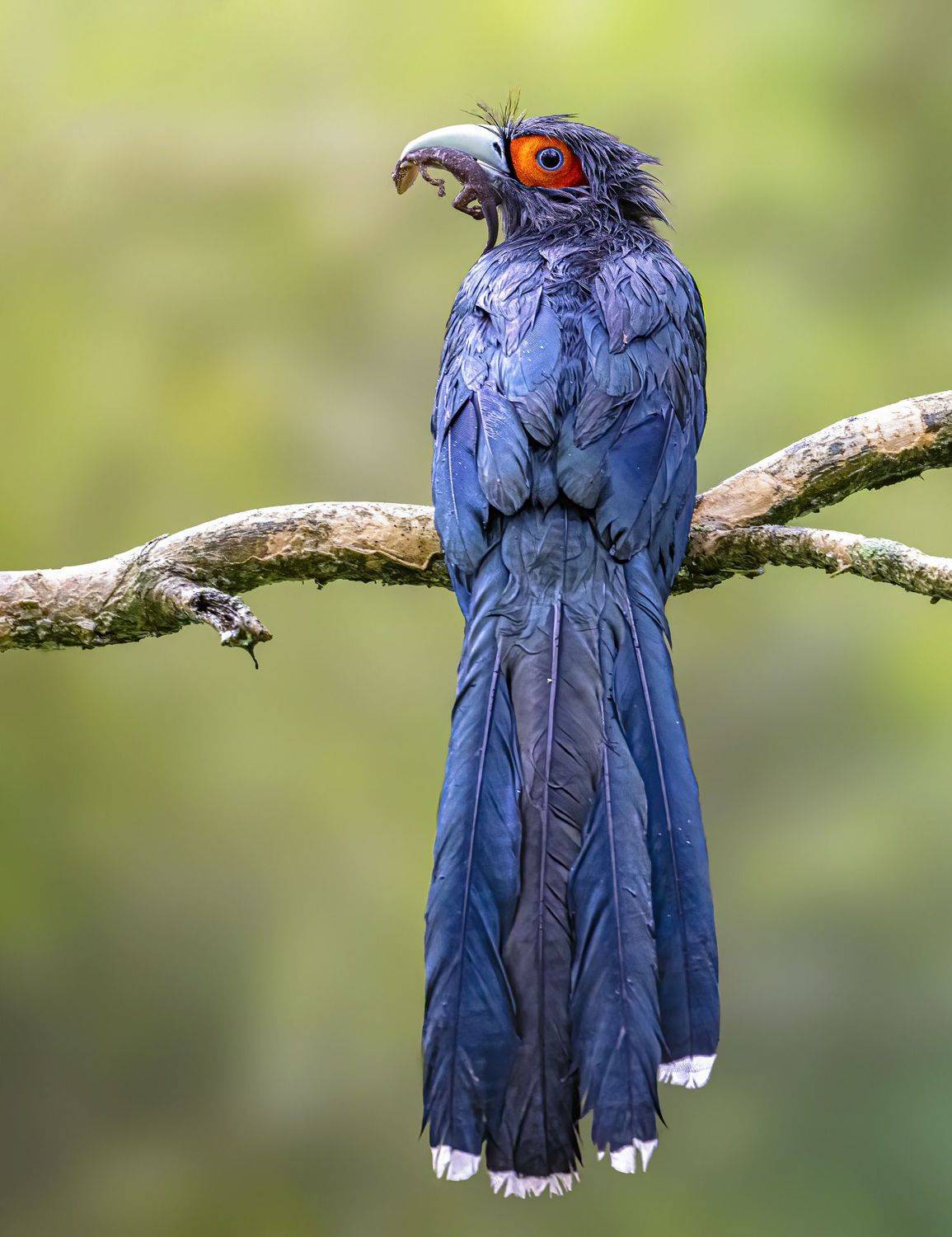 Wildlife, bird, Malkoha, Bird with prey, outdoor, nature, bird photography, colorful, PARTHA ROY