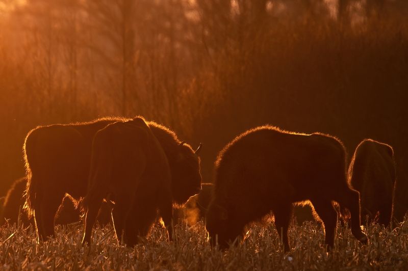 o zachodzie słońcaphoto preview