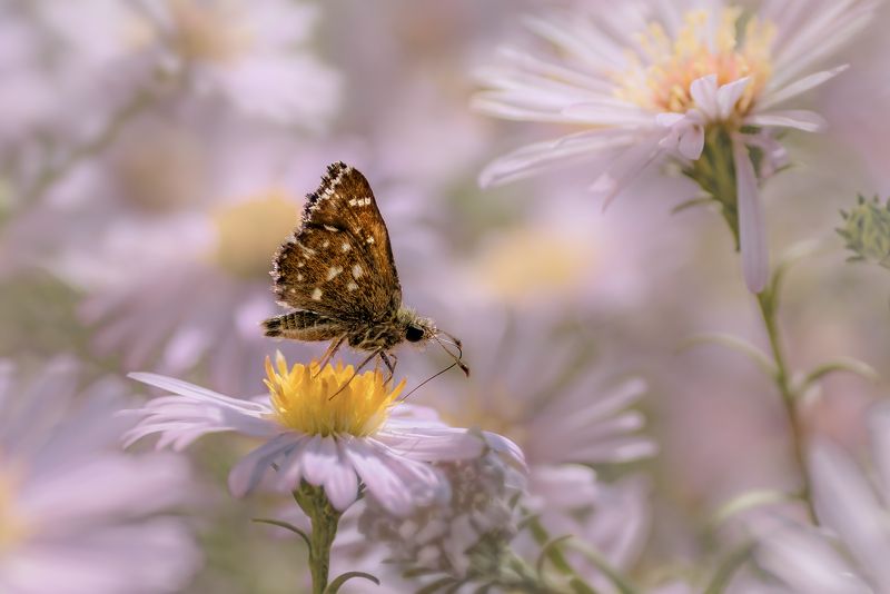 бабочка Малышкаphoto preview