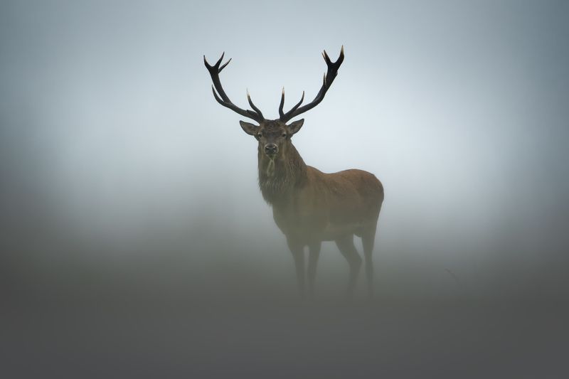 беларусь, красный бор, олень, гон Эфемерностьphoto preview