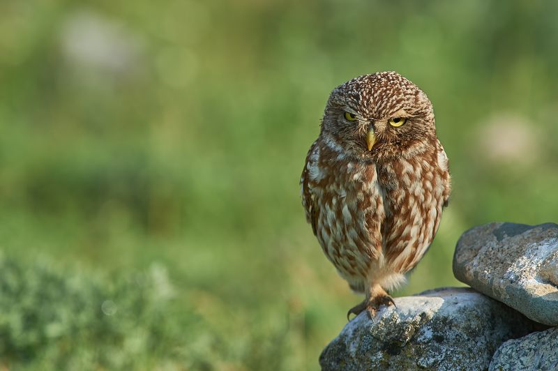 nature, wildlife, birds, owls ***photo preview