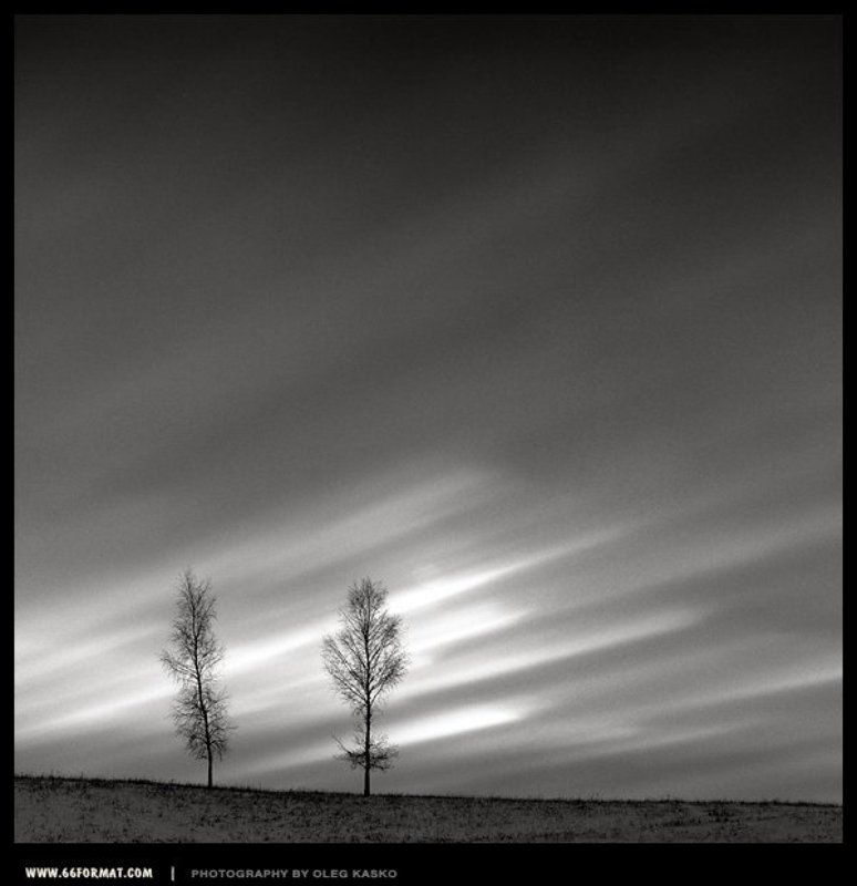 travel, bw, hasselblad, 6x6, чб Деревья. Харьков, Украина.photo preview