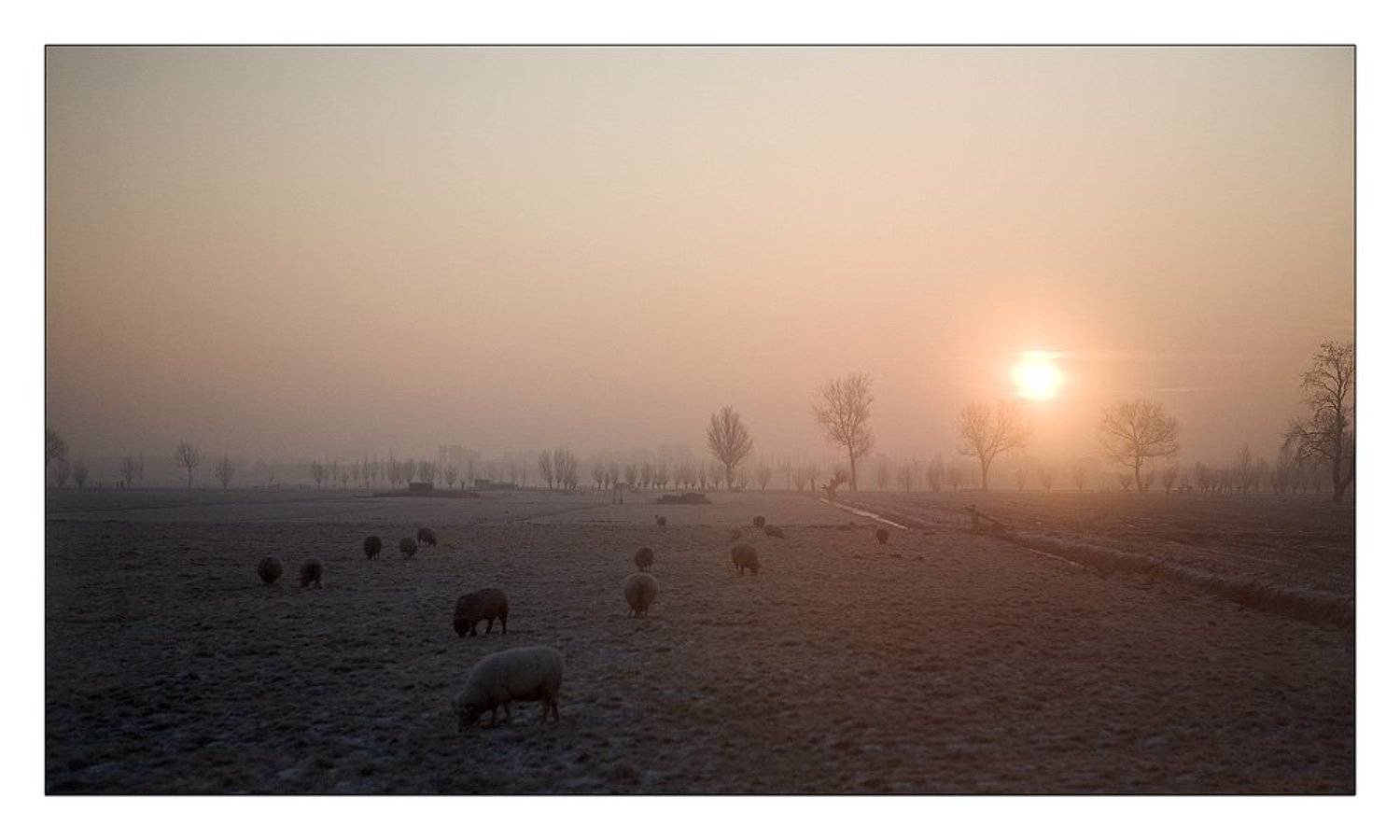 Утренняя считалочка. Автор: Nx голандия, овечки, закат, мороз, Nx