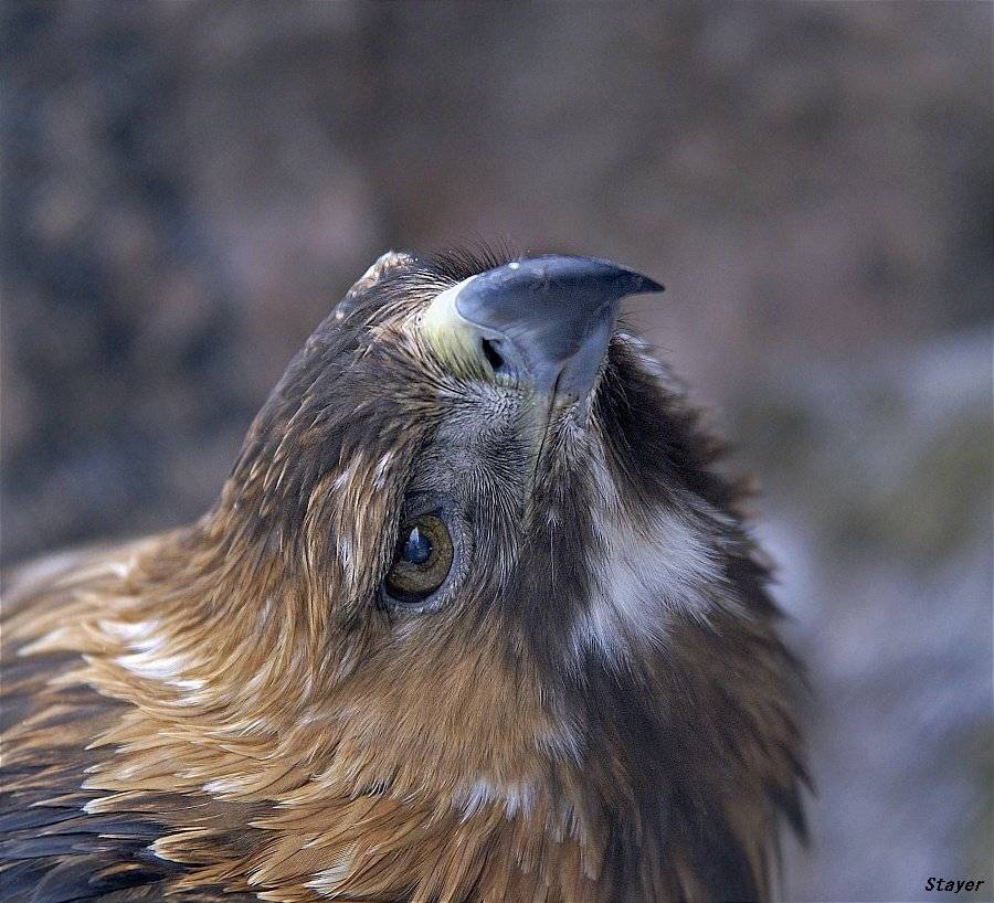 Позирующий. Автор: Borsov Michail , Borsov Michail