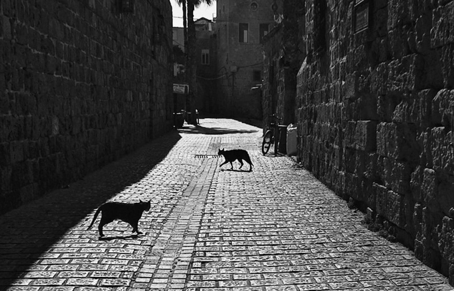 Без людей. Автор: Maxim_Shamota город, улица, кошки, тени, силуэт, Maxim_Shamota