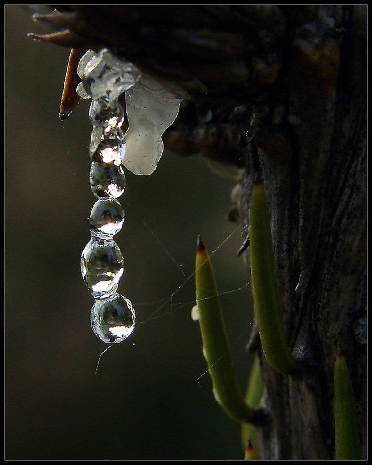 Рождение янтарного ожерелья. Автор: Михаил Андриеску макро, ель, смола, паутина, природа, Михаил Андриеску