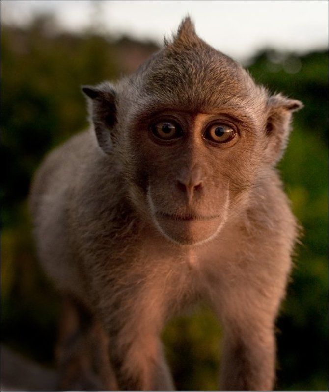 обезьяна маленький ещеphoto preview