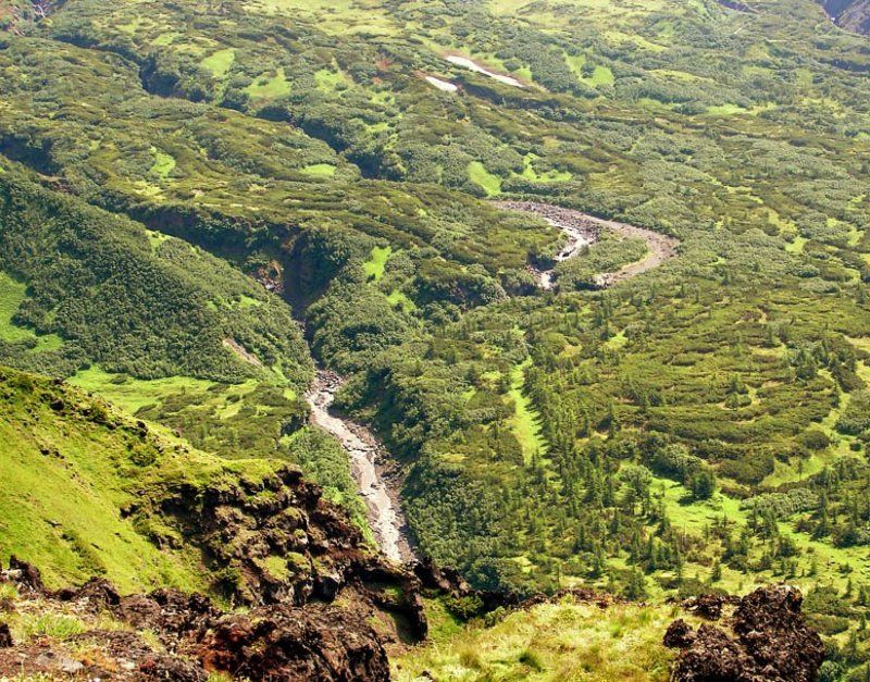 камчатка,шестое копыто,лес,высота В поисках Хоббитовphoto preview