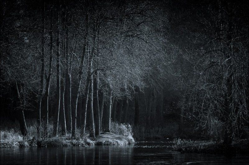 Темная синеватая контрастная ноябрьская картинка с деревьями у середниковского прудаphoto preview