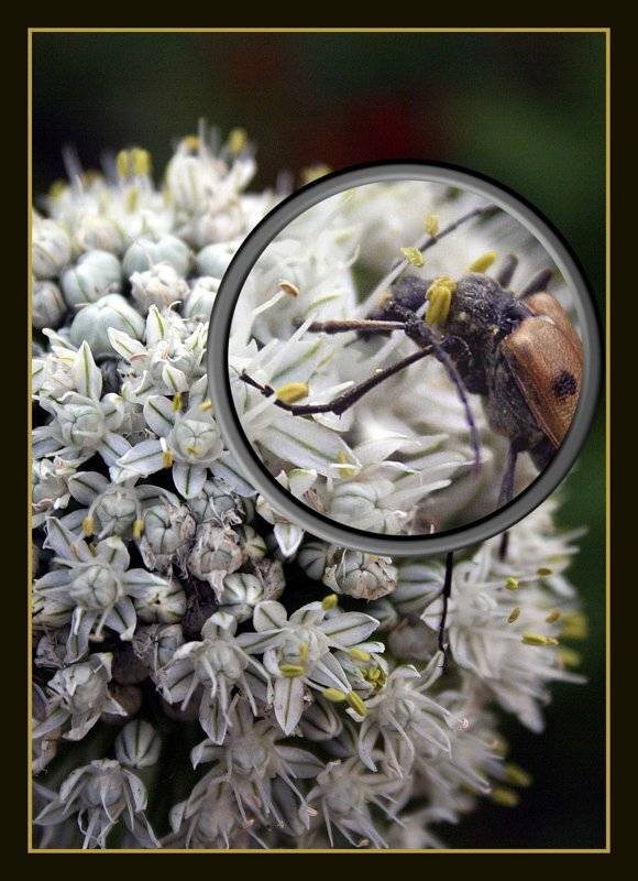 жук, Клековкин Александр