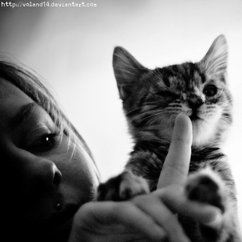 Кошкиphoto preview