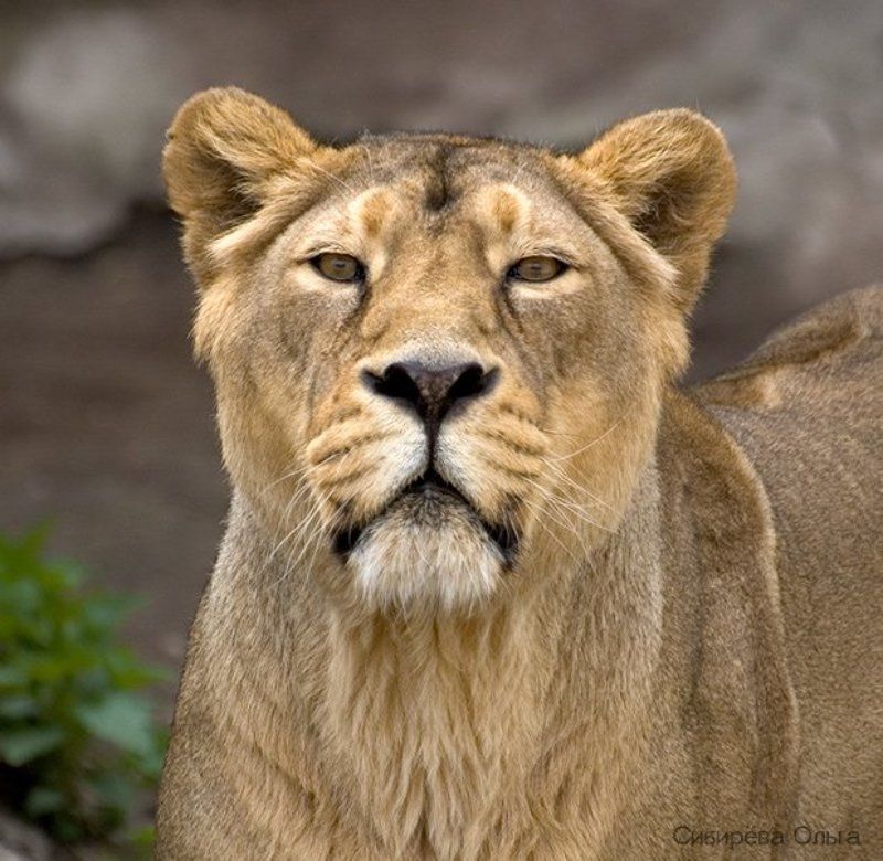 львица Царица. Фото на паспорт.photo preview