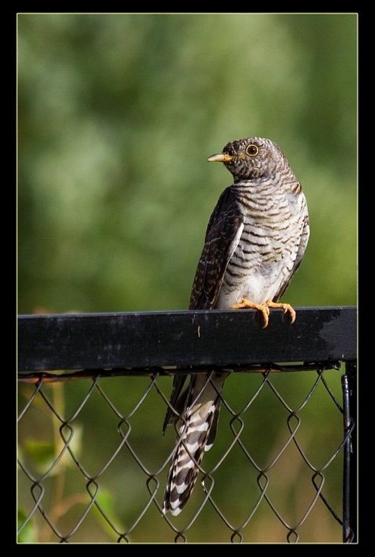 кукушка, подмосковье кукушкаphoto preview