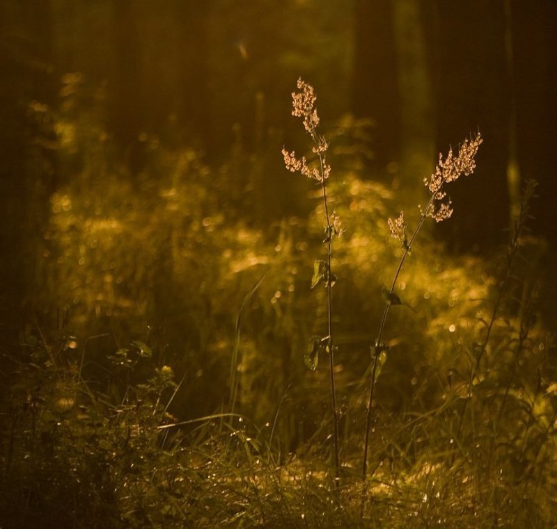 ...вечер...photo preview