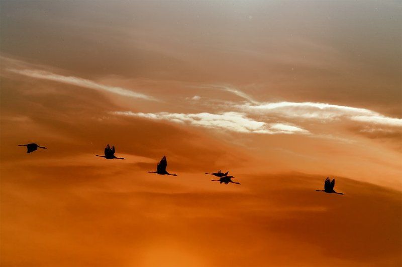 журавли на закате...photo preview