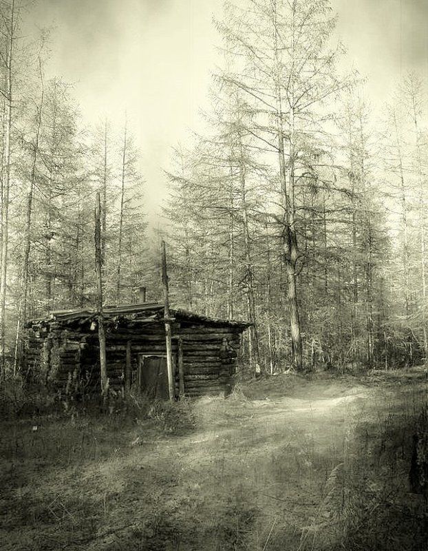 тайга лесные зарисовкиphoto preview