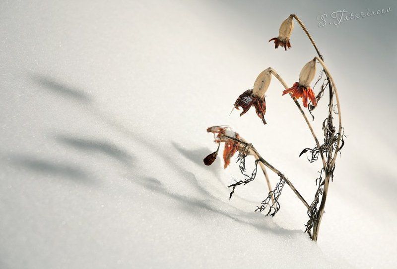 Остатки летаphoto preview