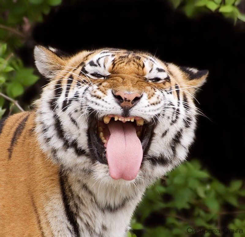 амурский, тигр без комментарийphoto preview
